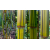 Phyllostachys aureosulcata Argus