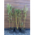 Phyllostachys bissetii 2,5L