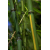 Phyllostachys aureosulcata